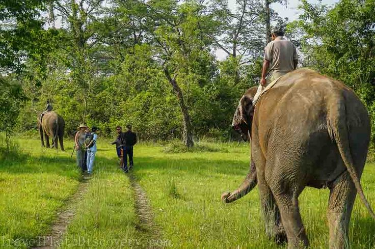 Chitwan Wildlife
